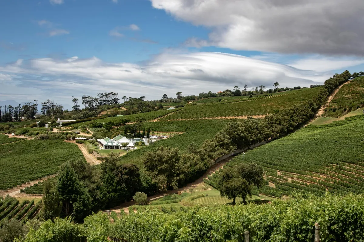 Hilly, terraced vineyards.