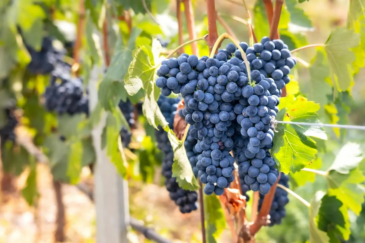 Cause and Effect in the Wine Ecosystem