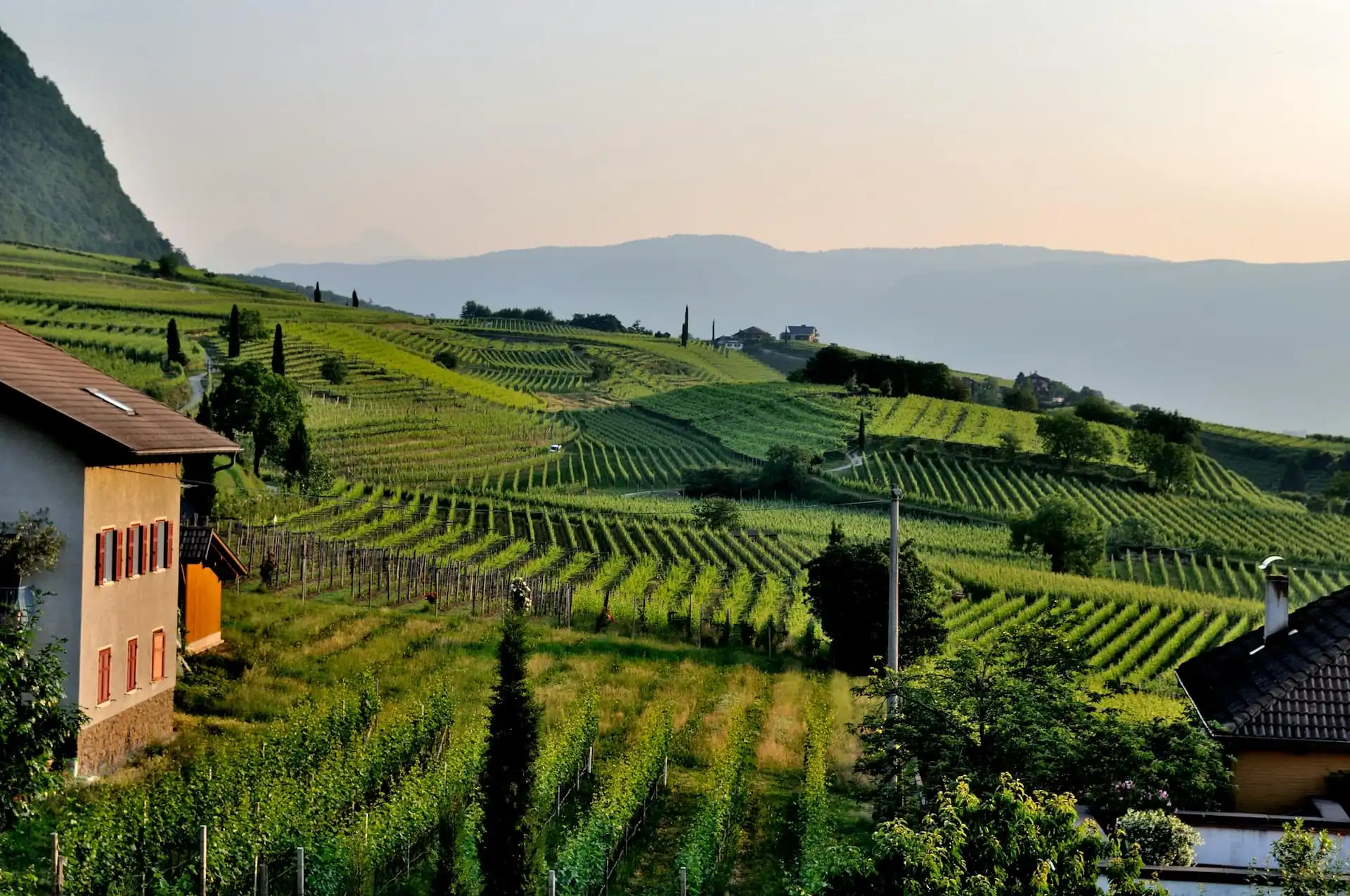A beautiful vineyard landscape for wine journeys