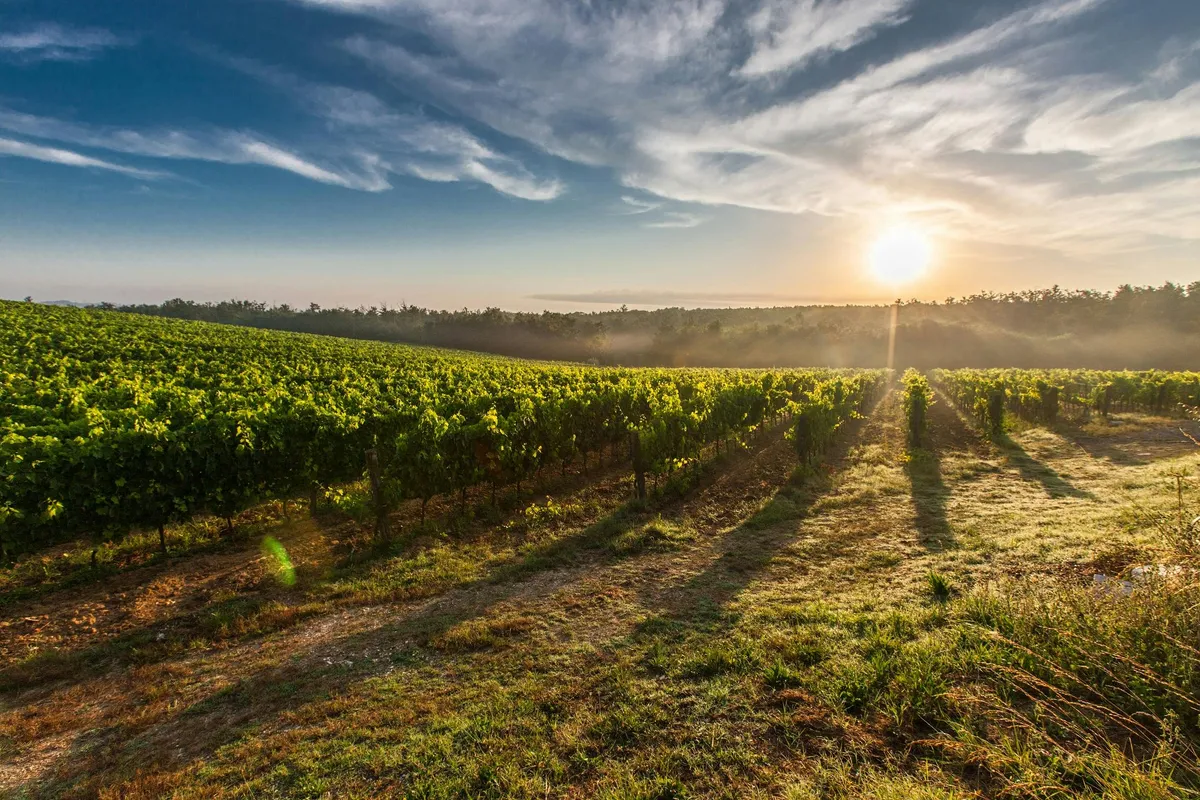 A beautiful, sun-drenched vineyard.